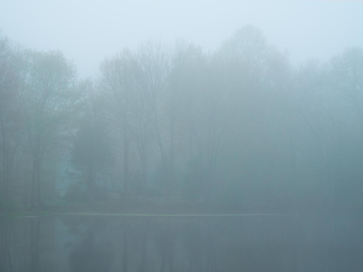 Foggy Trees  by Joseph Jurson